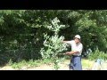 親子ハーブガーデン紹介ユーカリの支柱立て-Eucalyptus-自然のハーバルライフ-HERB-Japanese Herb Garden
