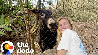 jess taylor s 10 year friendship donkey started climbing