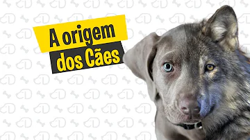 Como foi feito o cachorro?
