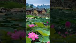 Home @CrisSunLife #home #lotus #nature