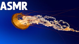 [10 HOURS] of Jellyfish Underwater ASMR