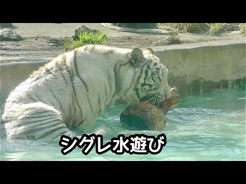 ホワイトタイガー　シグレくん　プールの中で遊びます【伊豆アニマルキングダム】White tiger Shigure Tsuki Syrup Izu Animal Kingdom 