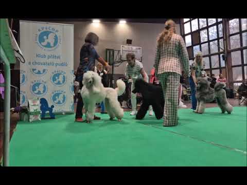 Klubová výstava pudlů - 22.2.2026, Praha - Hagibor