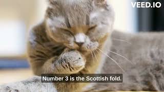 Top 10 Most Popular Cat Breeds Revealed||#PopularCatBreeds#Top10Cats#CatBreedRevealed