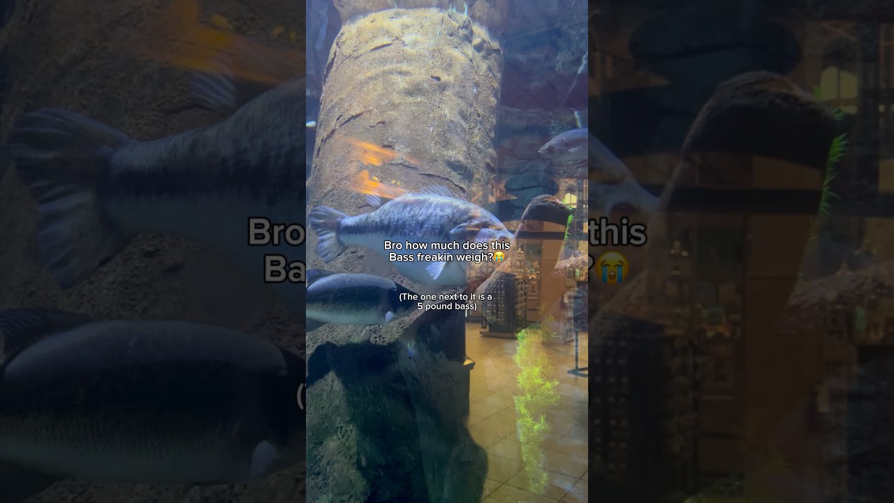 How much does this bass WEIGH?!💀 