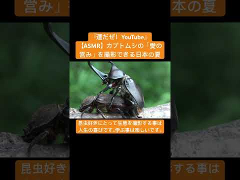 【ASMR】カブトムシの「愛の営み」を撮影できる日本の夏 #sound #虫の音 #自然 #yt #sdgs #insects #asmr #癒し #sdgs #beetle #mating #昆虫