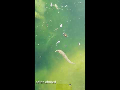     کرم ی زەروو لەناو ئاو