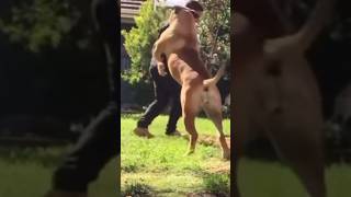 Big Boerboel Turns Grooming Into Wrestling