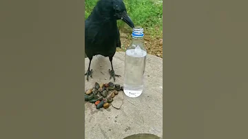 ذكاء الغراب للاخر 