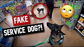 I knew this wasn't a Service dog...