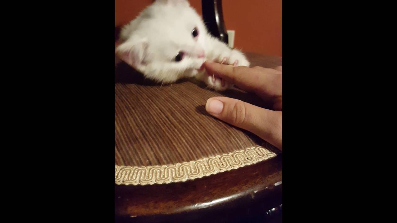 Adorable funny kitten chewing my finger. Worth it! YouTube