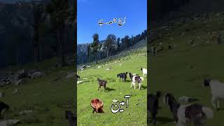 naatshareef #viralvideo #naat #islamicmusic #islamic #jummamubarak #quran Shareef