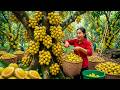 Harvesting 1 Ton Of Wild Fruits In A Remote Deep Forest, Caring For Livestock To Improve Life