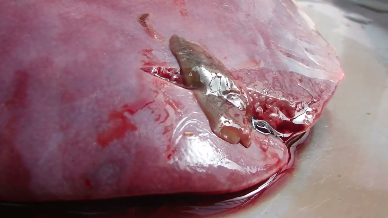 鹿 肉 寄生 虫