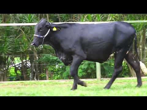 LOTE 155   MIMADA FIV MYTYME SANTA LUZIA – 7923CO