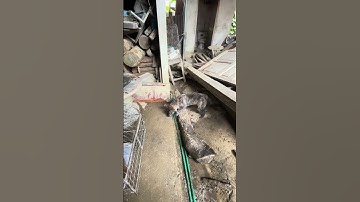 Bé H’Mong cộc đuôi, cái tơ về về gia đình!