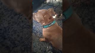 look at this pretty pitty #dog #foryou #fypシ #pitbull