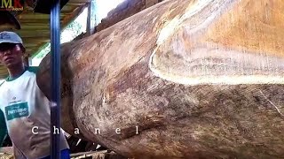 Panen uang hingga 70 juta dari kayu besar pesanan sultan yg dibayar kontan tanpa tawar menawar screenshot 1