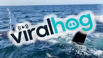 Humpback Whales Put on a Show for Whale Watching Tour || ViralHog