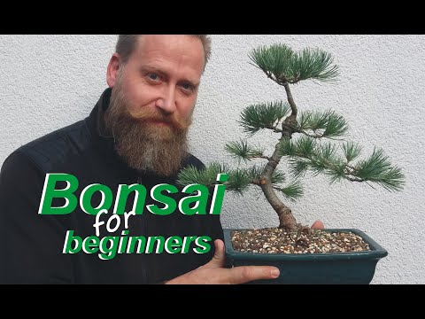 red maple bonsai anzucht Bonsai-Anzuchtset Roter Ahorn  Japanischer Bonsai selbst gezogen Star   Wurzelbox