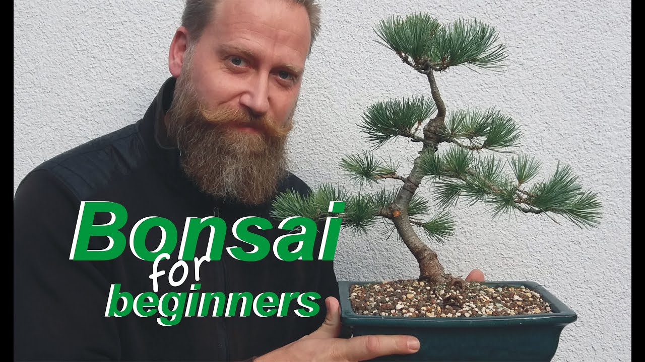 Mädchenkiefer- Entwicklung zum Bonsai