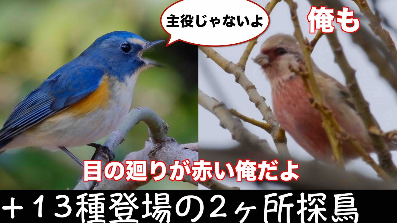 1月19日 キクイタダキ何捕ってるの 河川敷と公園で探鳥
