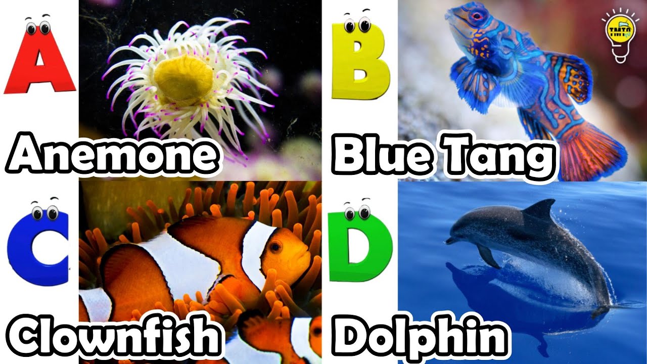 Изучение алфавита: животные | Песенка про морских животных | Английский язык и животные для детей...