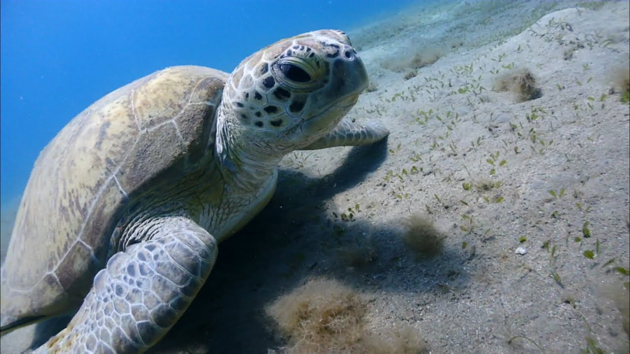 EGYPT - Marsa Alam 2019.