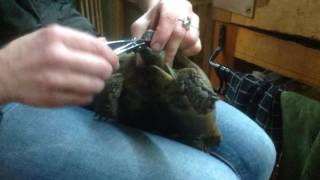 Beak trimming