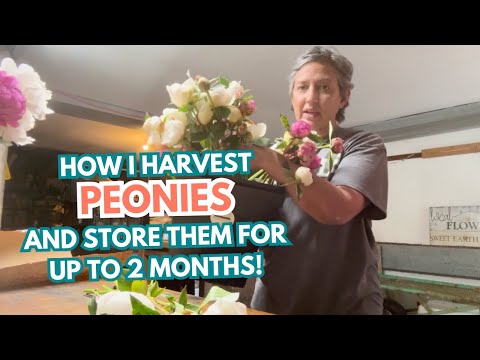 How I Harvest Peonies (and store them for up to 2 months!)