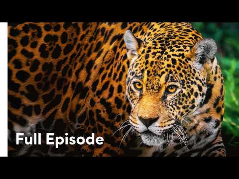 Why Do Animals Fight to the Death? | Wild Fighters 101+102