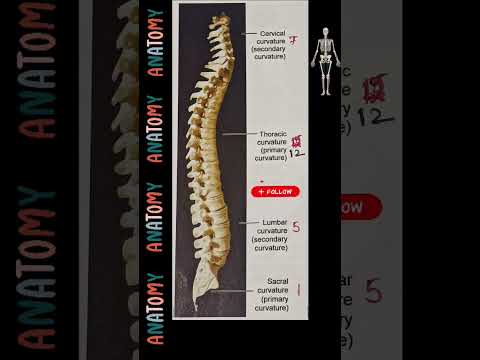 Vertebral column ♥️#vertebrae