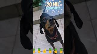 Será que consigo bater essa meta?❤️#correntedobem #rumo20k