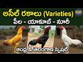 Aseel vs Busra: మన దేశవాళీ కోళ్లు | Best Poultry Breeds