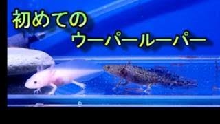 初めての ウーパールーパー 飼育 まだ6cm位の幼い子供達 Youtube 初めての ウーパールーパー 飼育 まだ6cm位の幼い子供達 Youtube