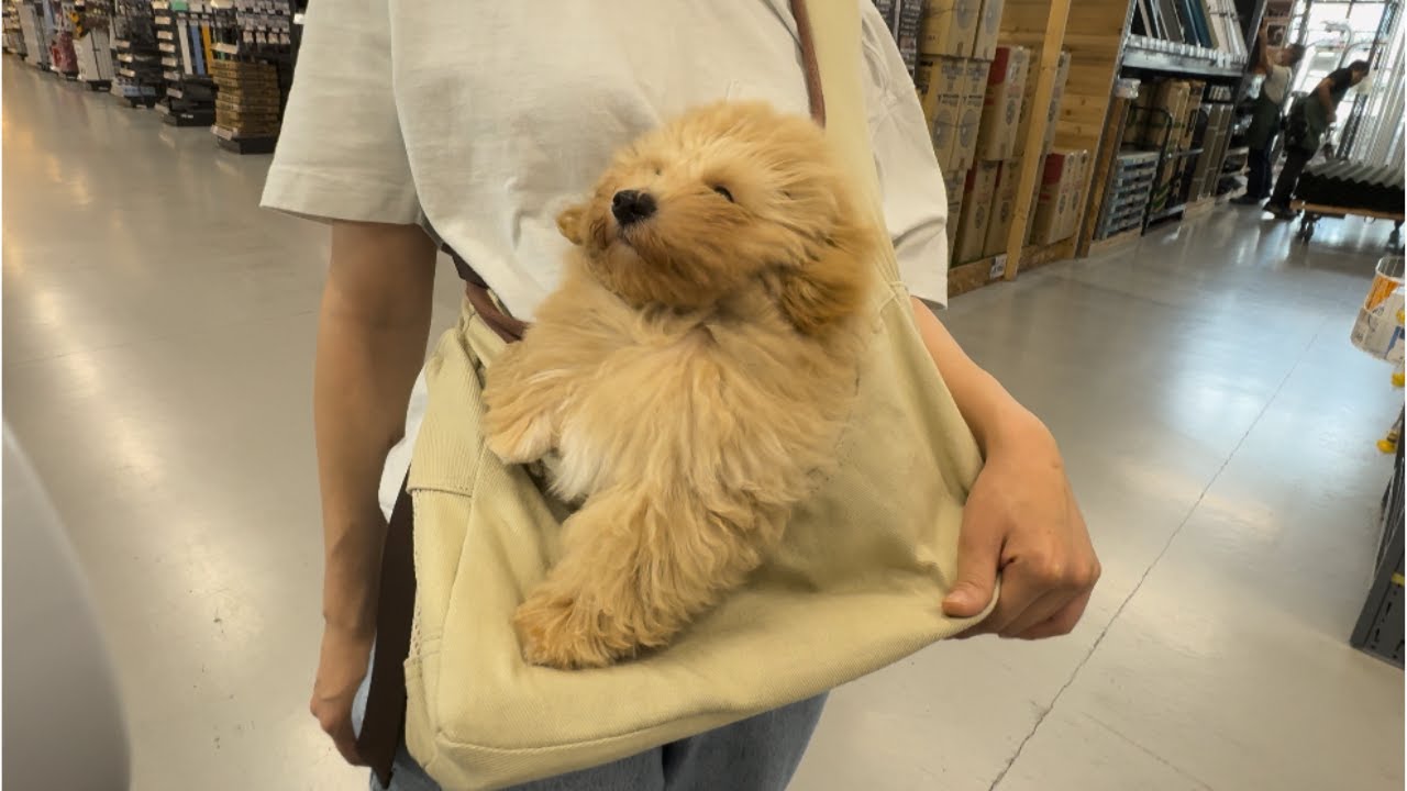 ハッピーバースデイ！トテさん【成長日記】