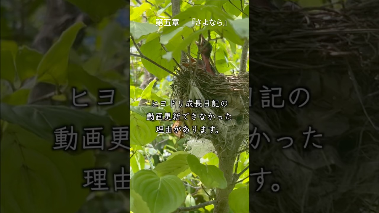 第五章　『さよなら』　#草食系家族のスローライフ　#ヒヨドリ 　#成長記録 　#巣立ち　 #癒し　 #かわいい　 #birds　#空の巣症候群