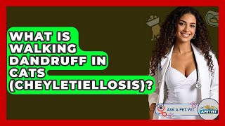 What Is Walking Dandruff In Cats (cheyletiellosis)? - Ask A Pet Vet