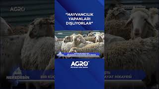"Köyde Hayvancılık Yapanları Dışlıyorlar" #shorts