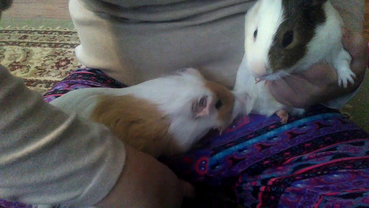 Guinea pig daycare YouTube