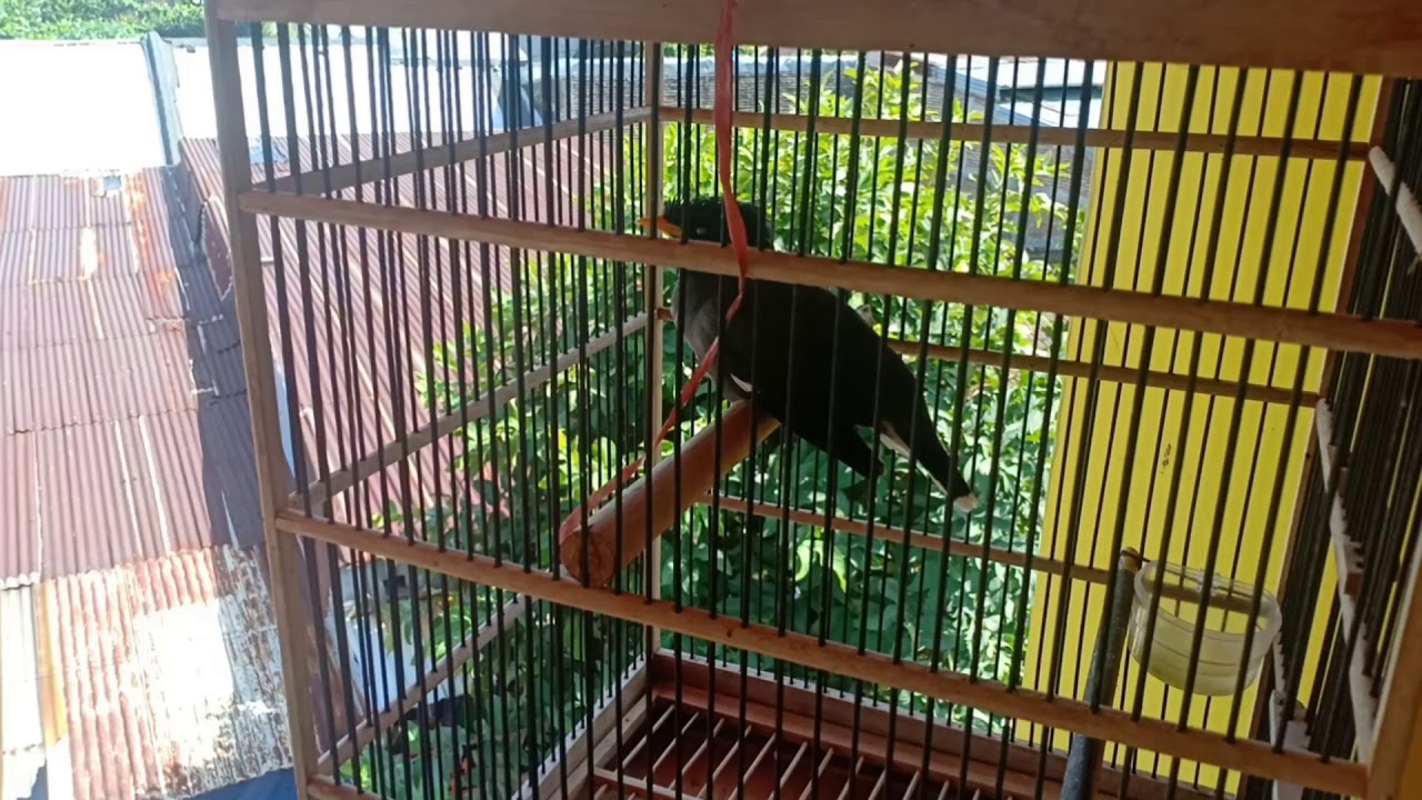 INILAH SUARA BURUNG JALAK SUREN. 