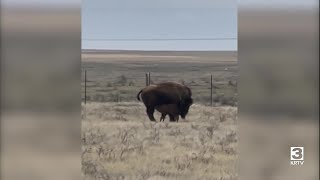 Bison calf welcomed on Rocky Boy's Reservation