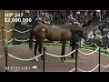 Hip 243 Gun Runner - Amour d’Etes sells for $2.2 million at 2025 Keeneland September