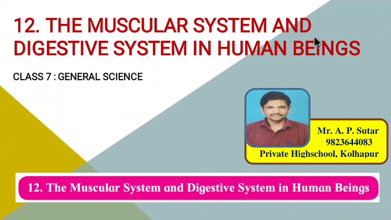 Class 7: The muscular system and Digestive system in Human beings: Part 1