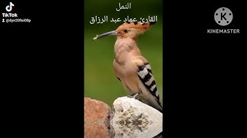 النمل /القارئ عماد عبد الرزاق