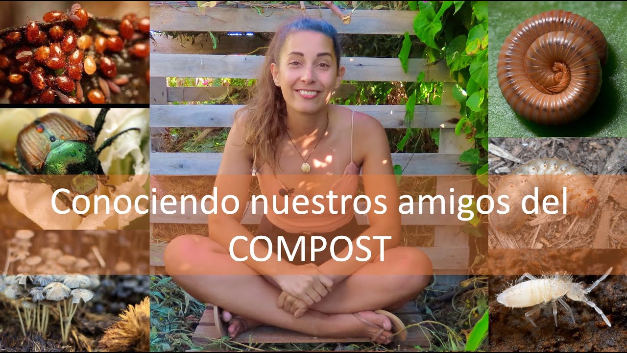 Reconozca la vida en el COMPOST: decompositores físicos y químicos