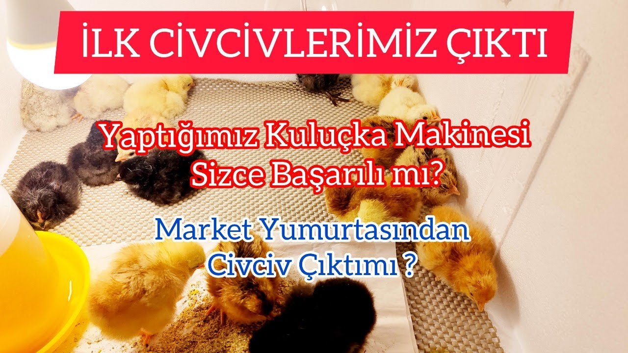 İlk Civcivlerimiz Çıktı - Kuluçka Makinesi Sizce Başarılı mı? Market Yumurtasından Civciv Çıktı mı?