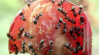 Ants work together in intricate societies to achieve incredible feats of strength and ingenuity..