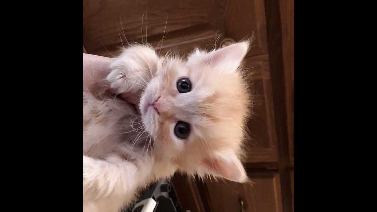 Hazel's 5 Week Red Kittens YouTube