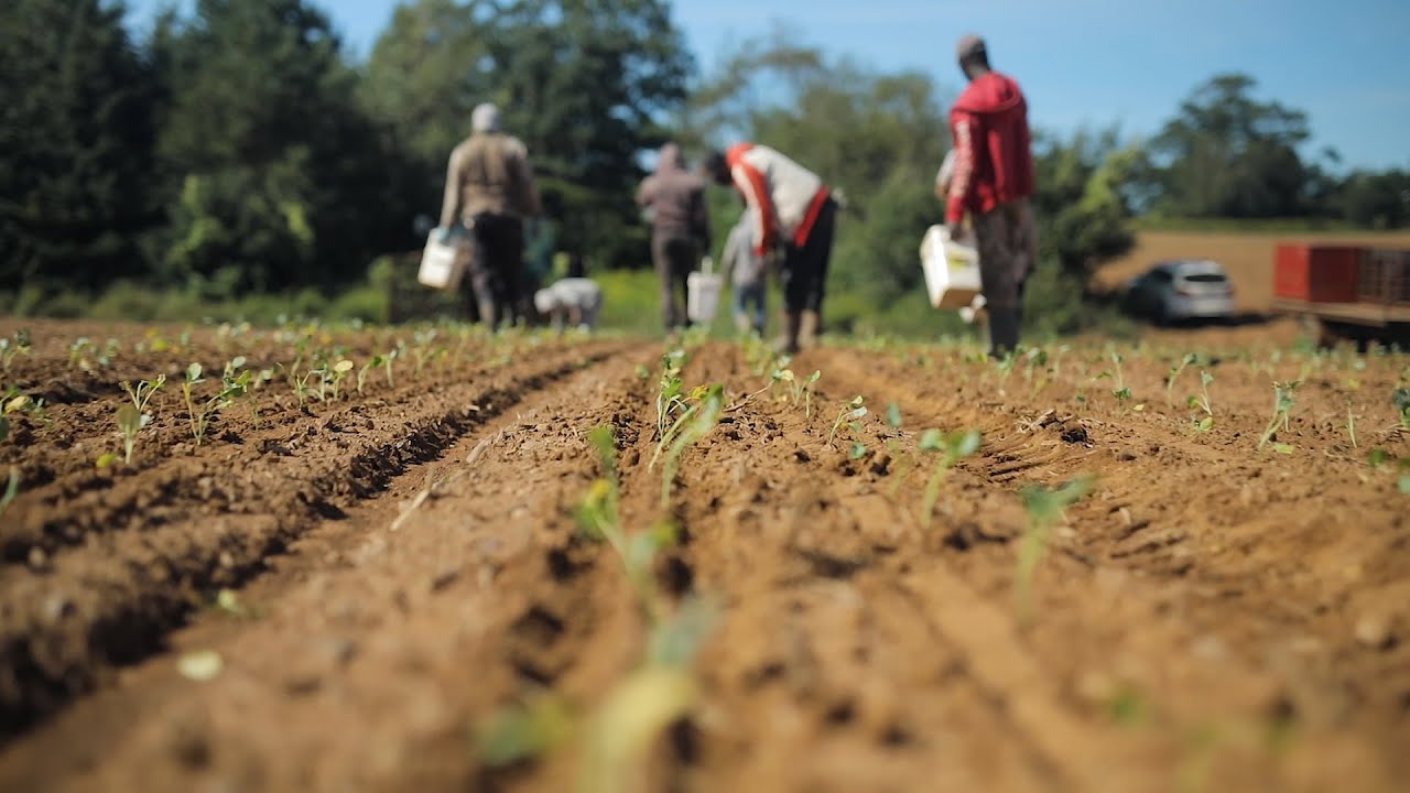Let’s celebrate international farm workers!